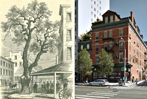 Stuyvesant-Pear-Tree