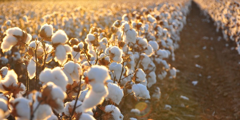 cottonfield