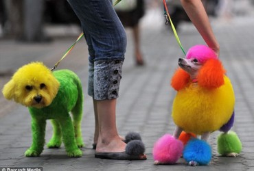 Moda pentru catei